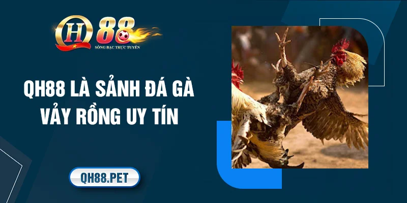 QH88 là sảnh đá gà vảy rồng uy tín